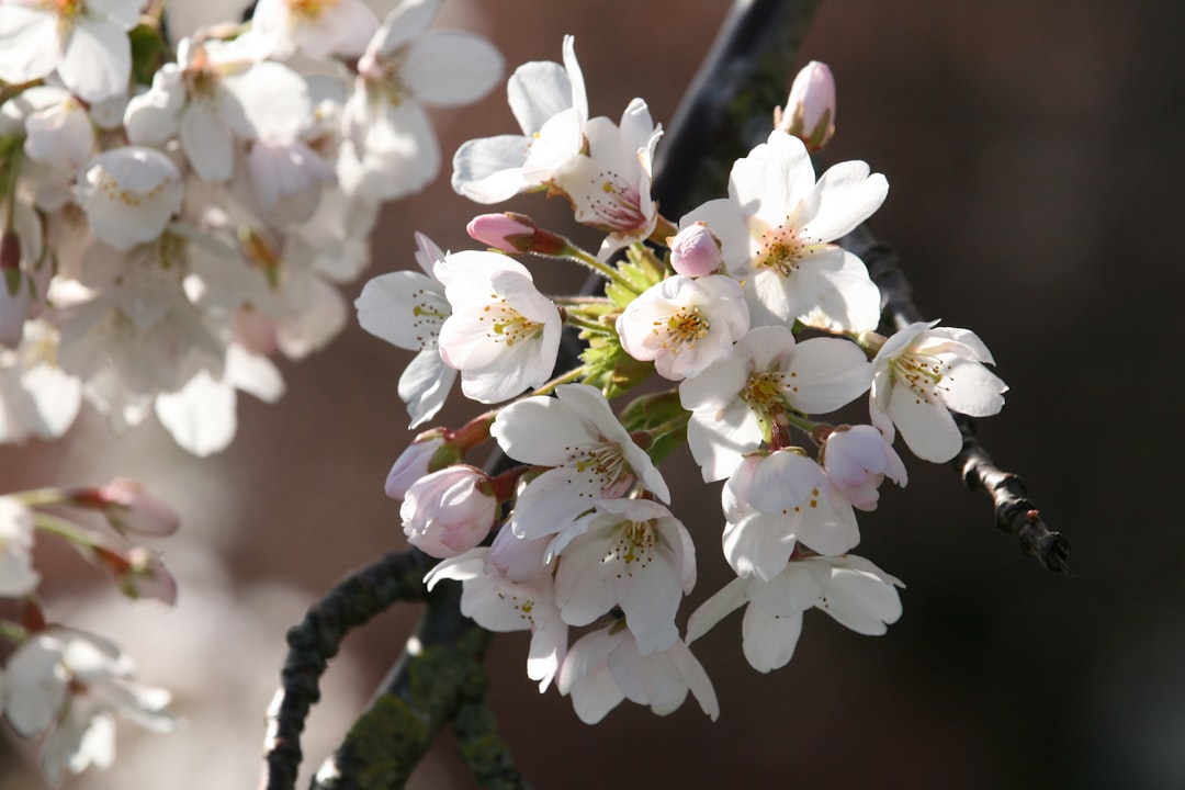 Blossoms