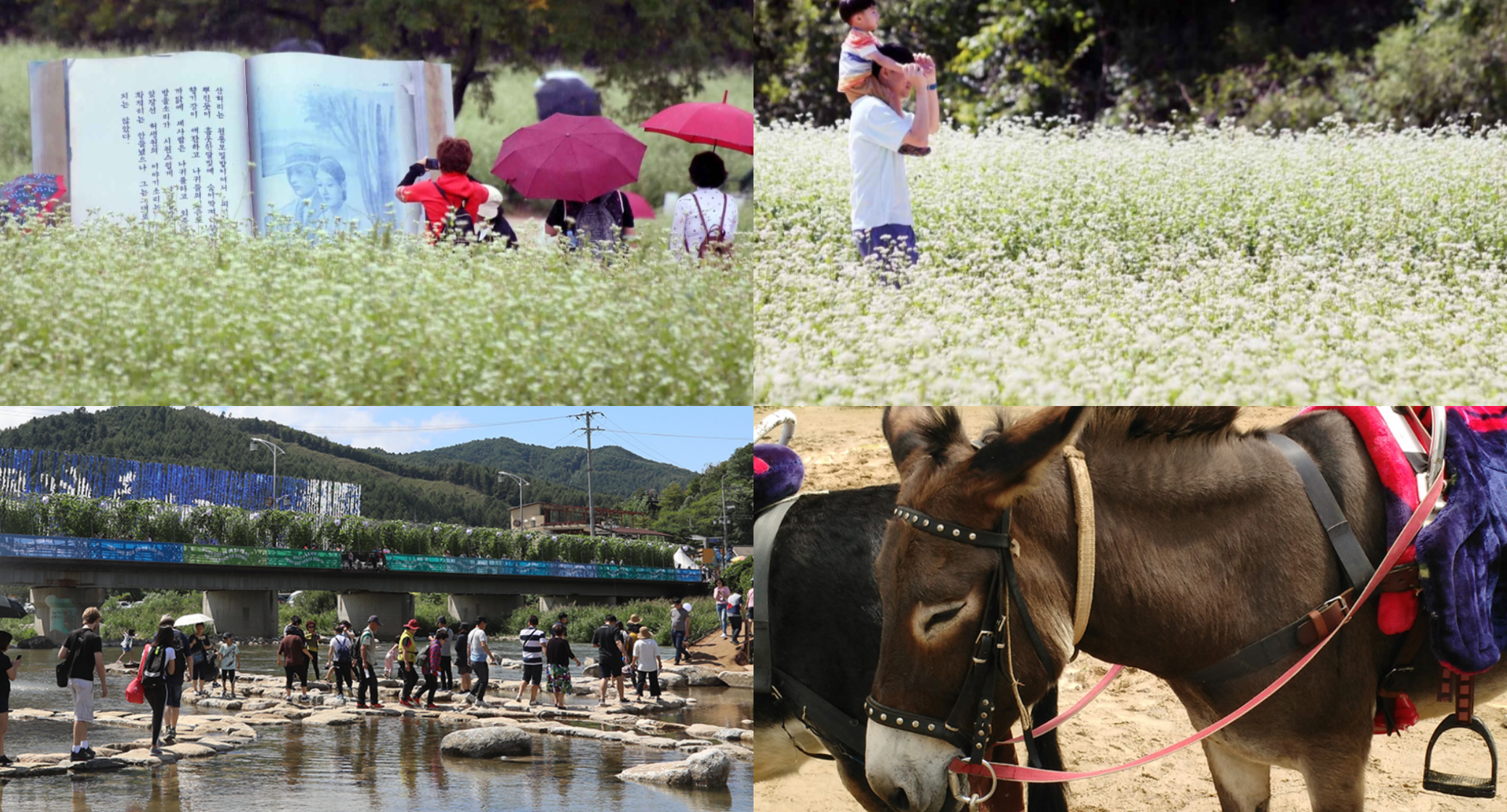 봉평 메밀꽃 축제 기간