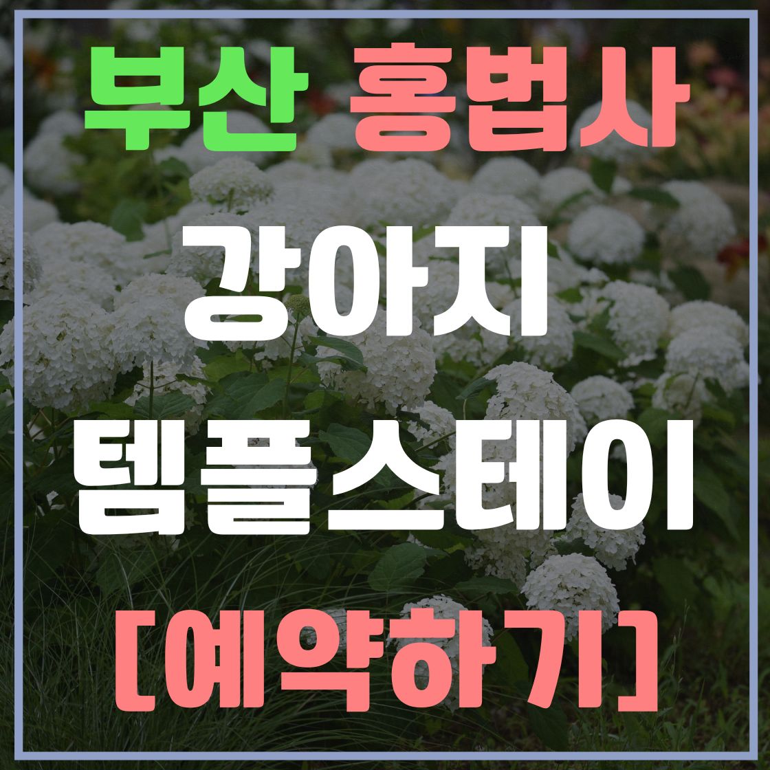 부산 홍법사 강아지 템플스테이 예약하기