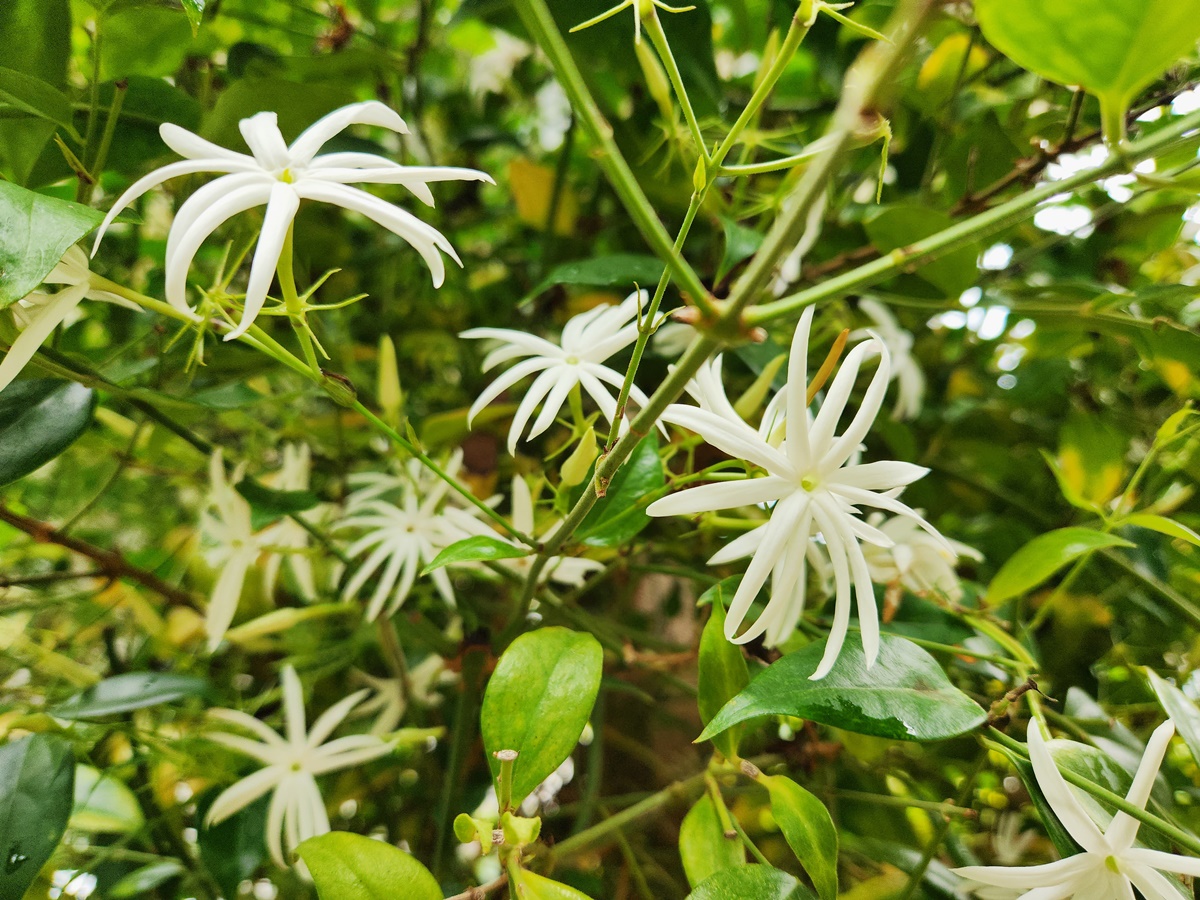 별자스민