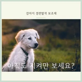 강아지 췌장암 증상 진단 치료법 안내_17