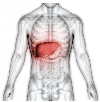 글루타치온 효능 추천 많이든 음식 알아보기
