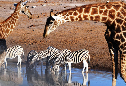 사파리 여행시 주의할 점