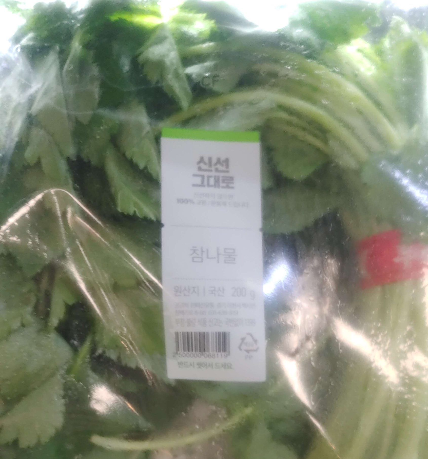 참나물