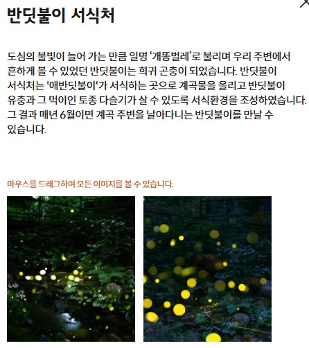 수선화 축제