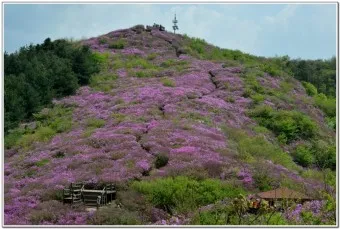남원 봉화산 철쭉 산행 주차장 등산코스_21