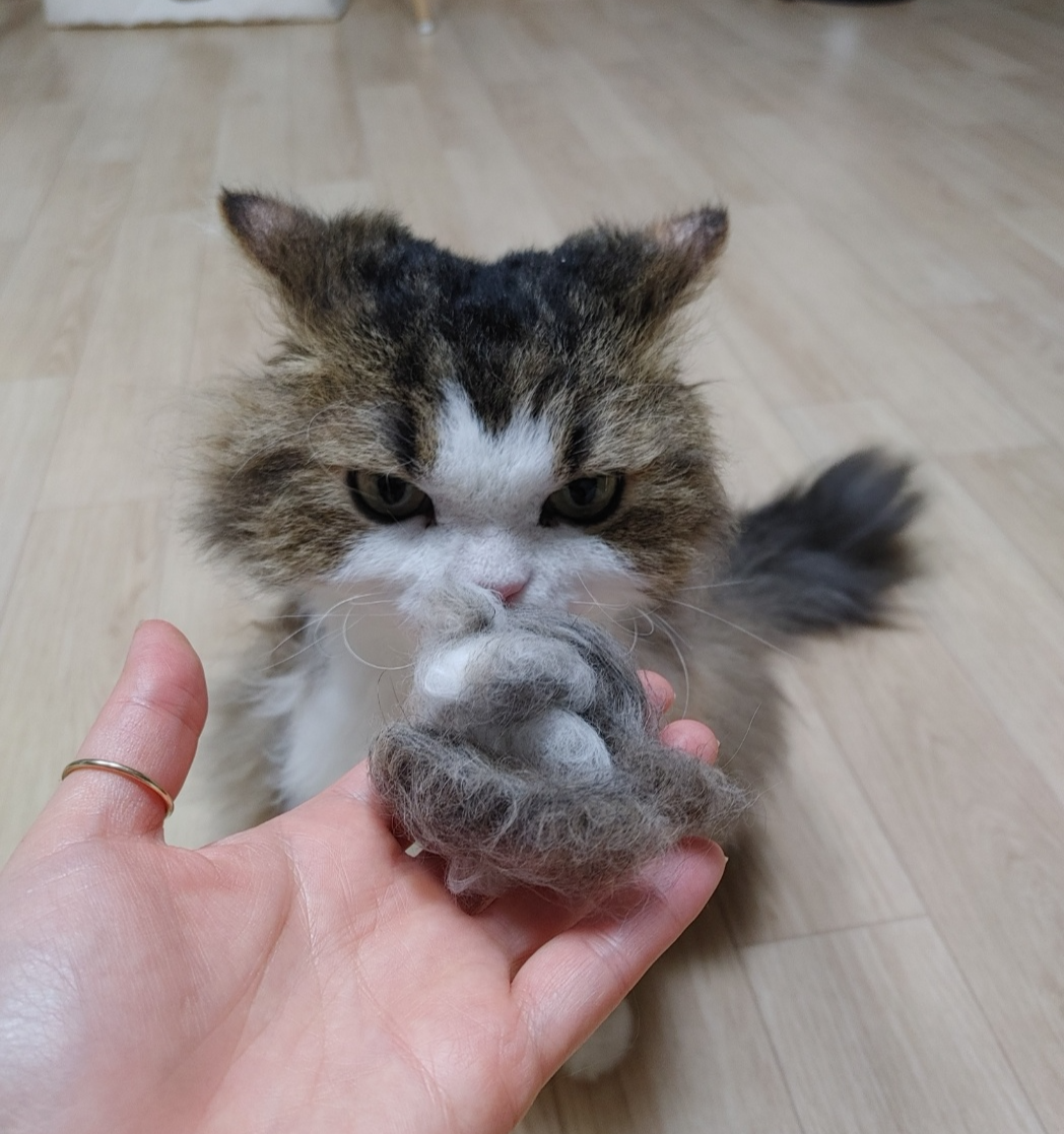 고양이 털갈이 관련 사진