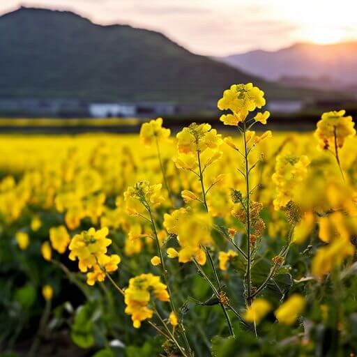 유채꽃