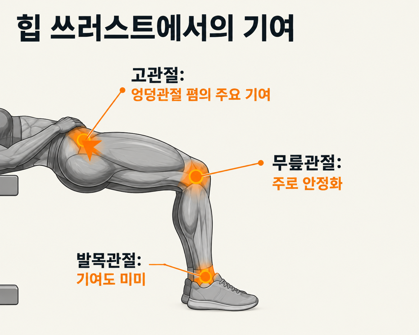 엉덩이 근육 구조 및 힙브릿지 운동
