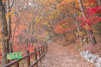 경북 주왕산 단풍