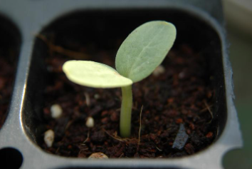 서리태 파종시기