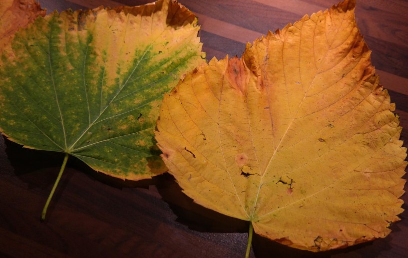 여행 지원금 관련 사진