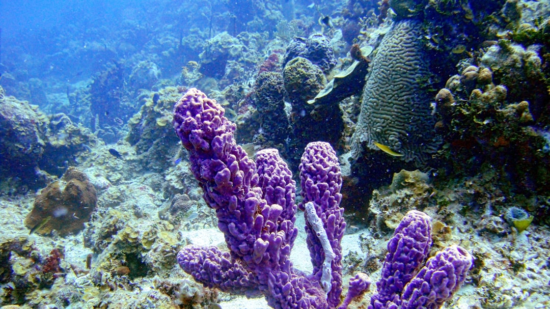 Sponge