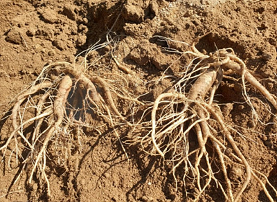 도라지 뿌리 사진