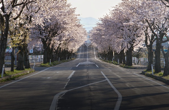 2025 진해 군항제 완벽 가이드