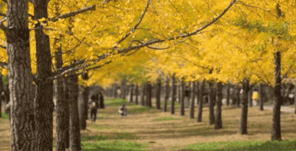 홍천 은행나무 숲