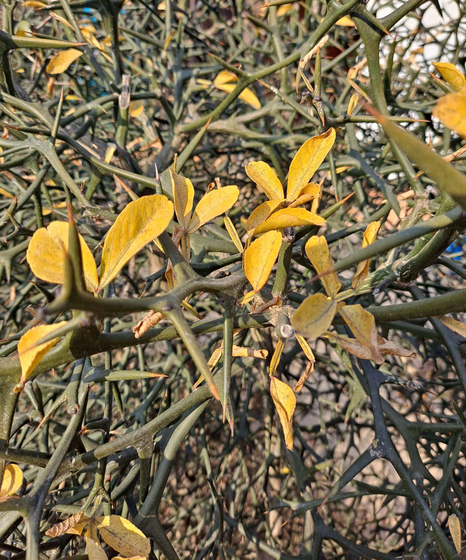 단단한 탱자가시