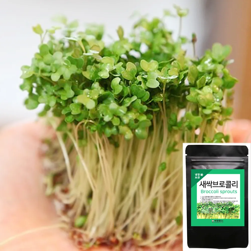 새싹브로콜리 재배 트레이 파종 물 관리 영양 풍부_2