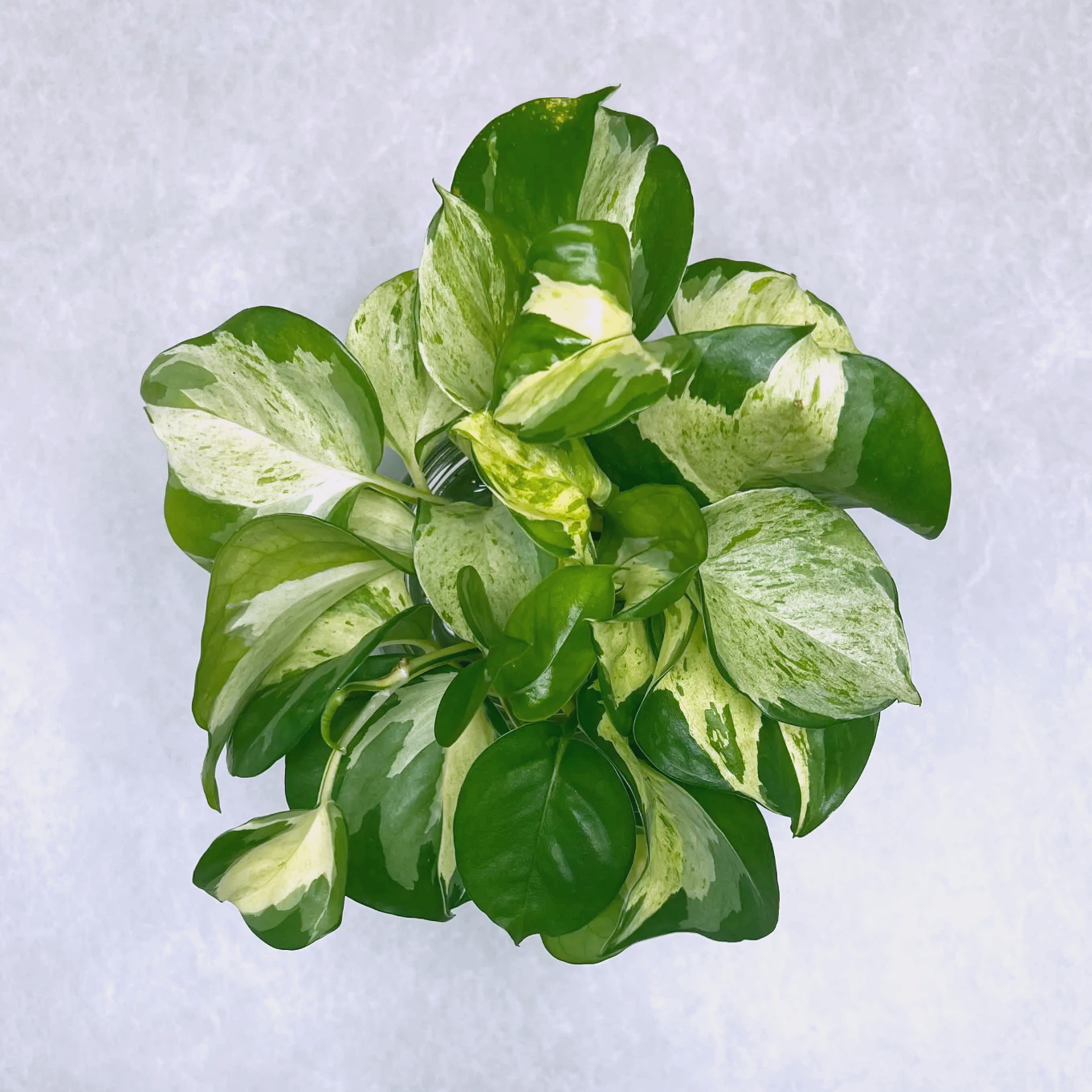 키우기 쉬운 식물