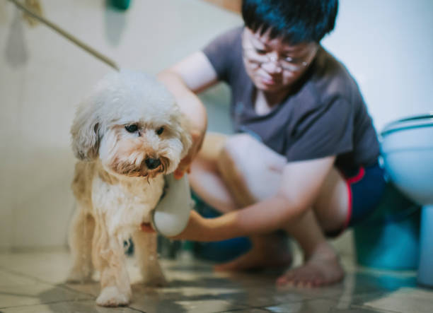 강아지 크기별 실내 화장실 선택법