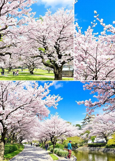 일본 벚꽃여행 일정 가이드