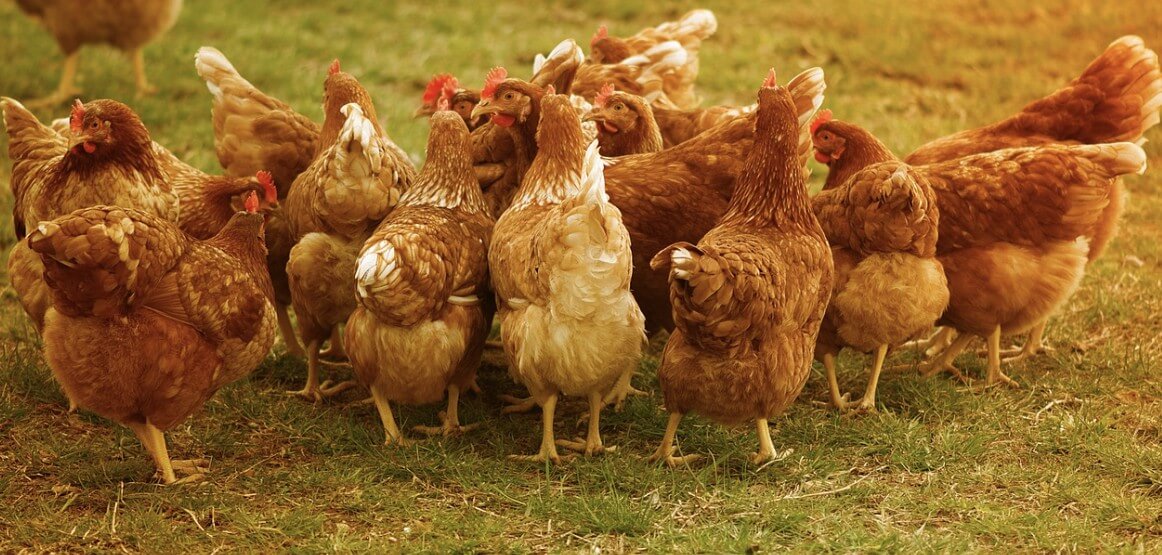 난각번호 보는법