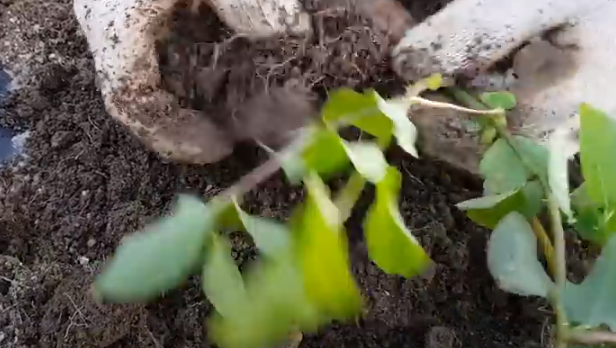 더덕씨앗 파종 시기와 키우는 방법 1