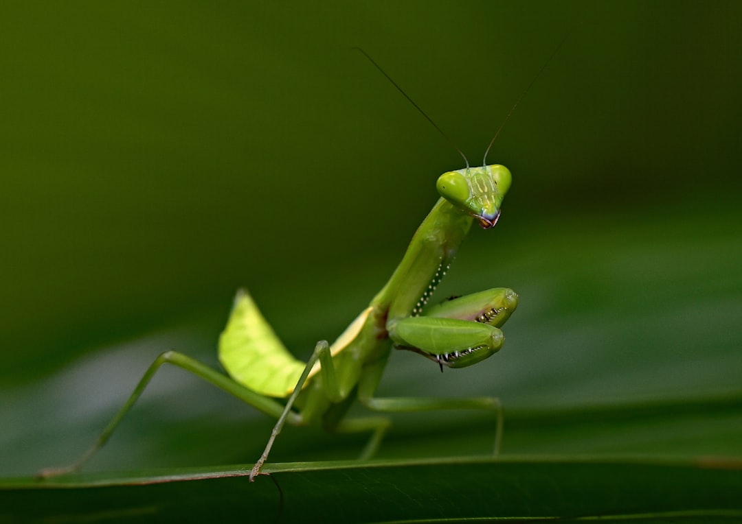 Insect repellent