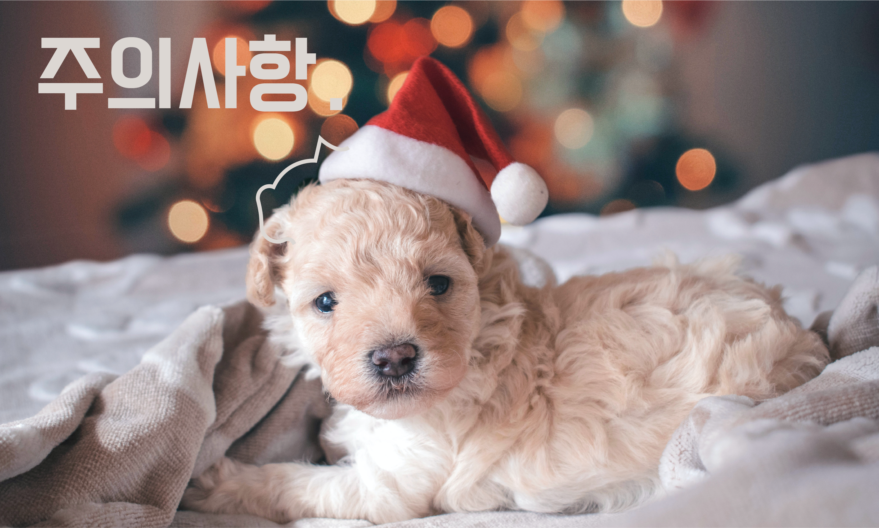 강아지-설사