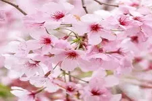 벚꽃