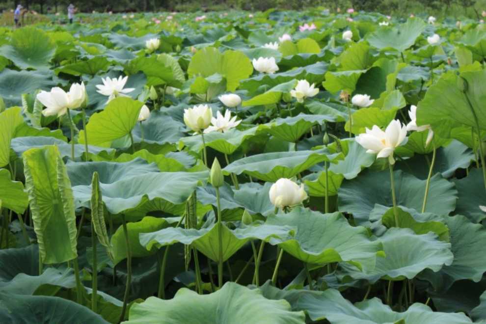 세미원 연꽃문화제