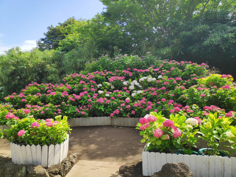 제주민속촌 수국축제