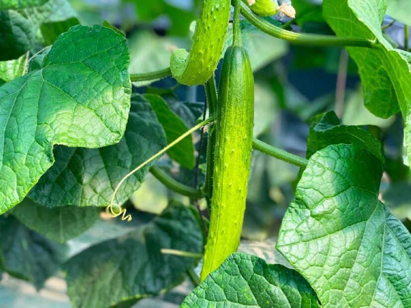 생방송투데이 이 주의 장바구니 진천 오이 구매방법, 보관법, 세척법, 활용법 진천햇살농원