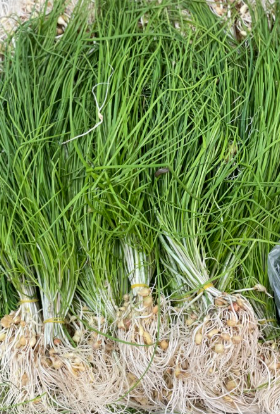 달래가 펼쳐져 있는 모습