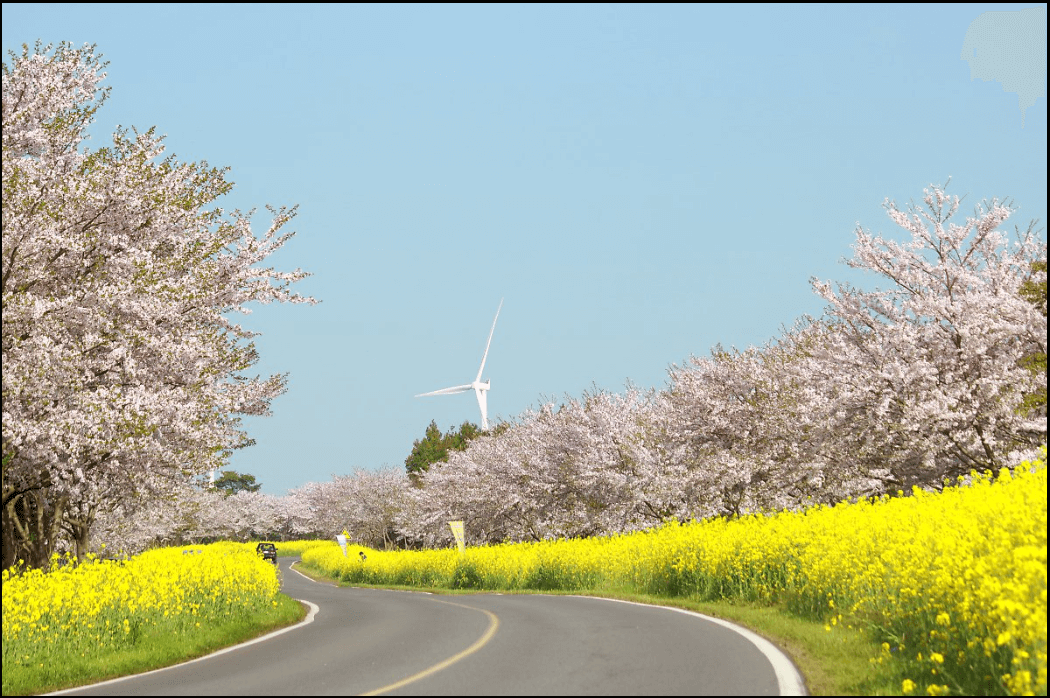 24년-유채꽃-개화시기-유채꽃명소-안내