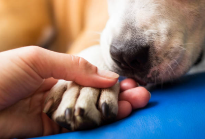 dog paw care
