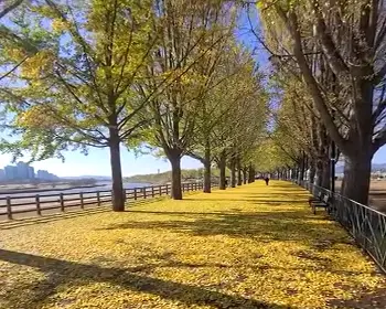 아산 은행나무길_9