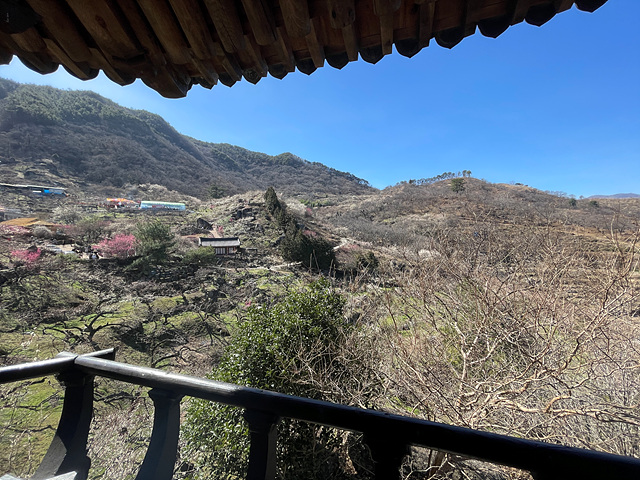 24년 광양 매화 축제 일정 요금 주차