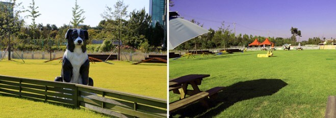 안성팜랜드 파라다이스독