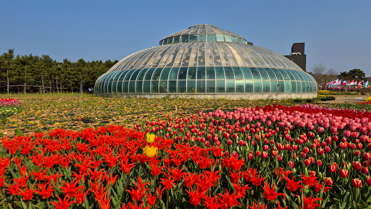 태안 튤립축제