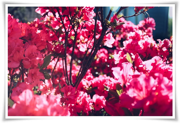 "철쭉" 봄을 수놓는 붉은 유혹, 당신이 몰랐던 화려한 비밀의 꽃!