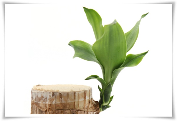 &quot;행운목&quot; 행운을 불러오며 실내 정원을 아름답게 가꾸는 초록의 친구!