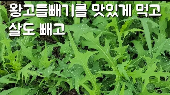 왕고들빼기 효능과 섭취시 주의사항 건강 정보_9