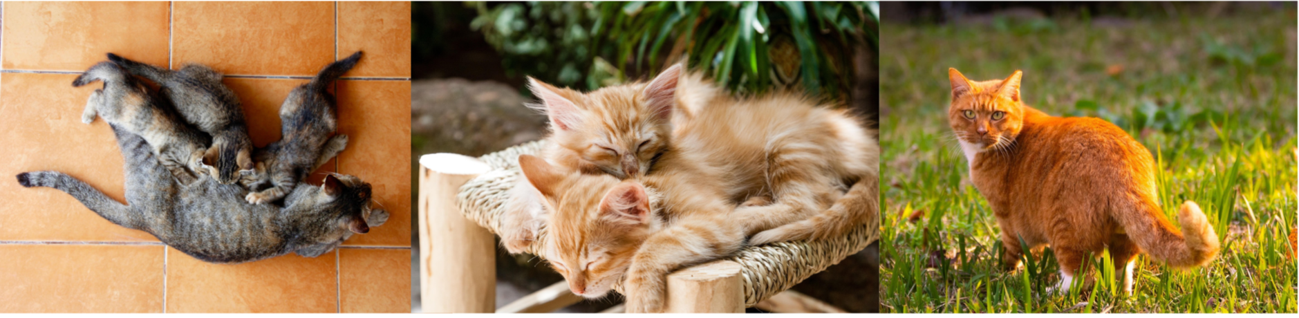 🐱 고양이 중성화 수술 시기와 장단점, 그리고 시그널 정리