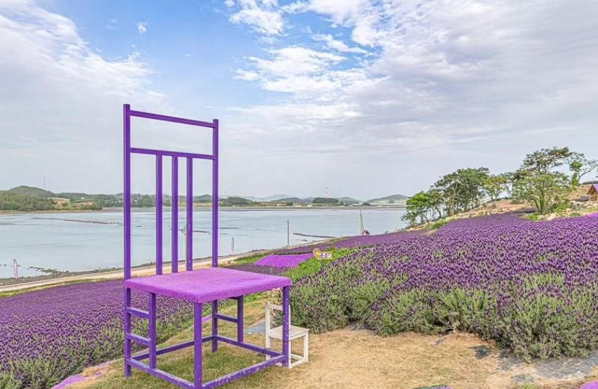 신안 퍼플섬 라벤더