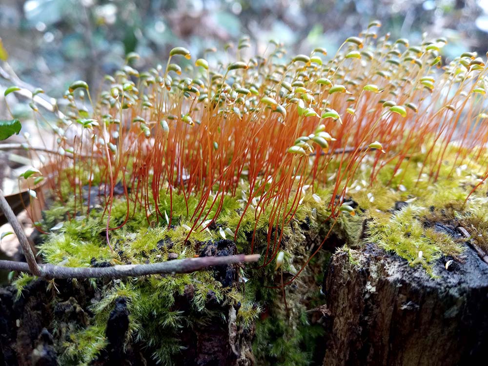 올레11코스: 신평곶자왈에서 만난 우담바라