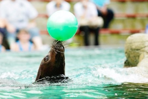 싱가포르 여행 추천 싱가포르 동물원
