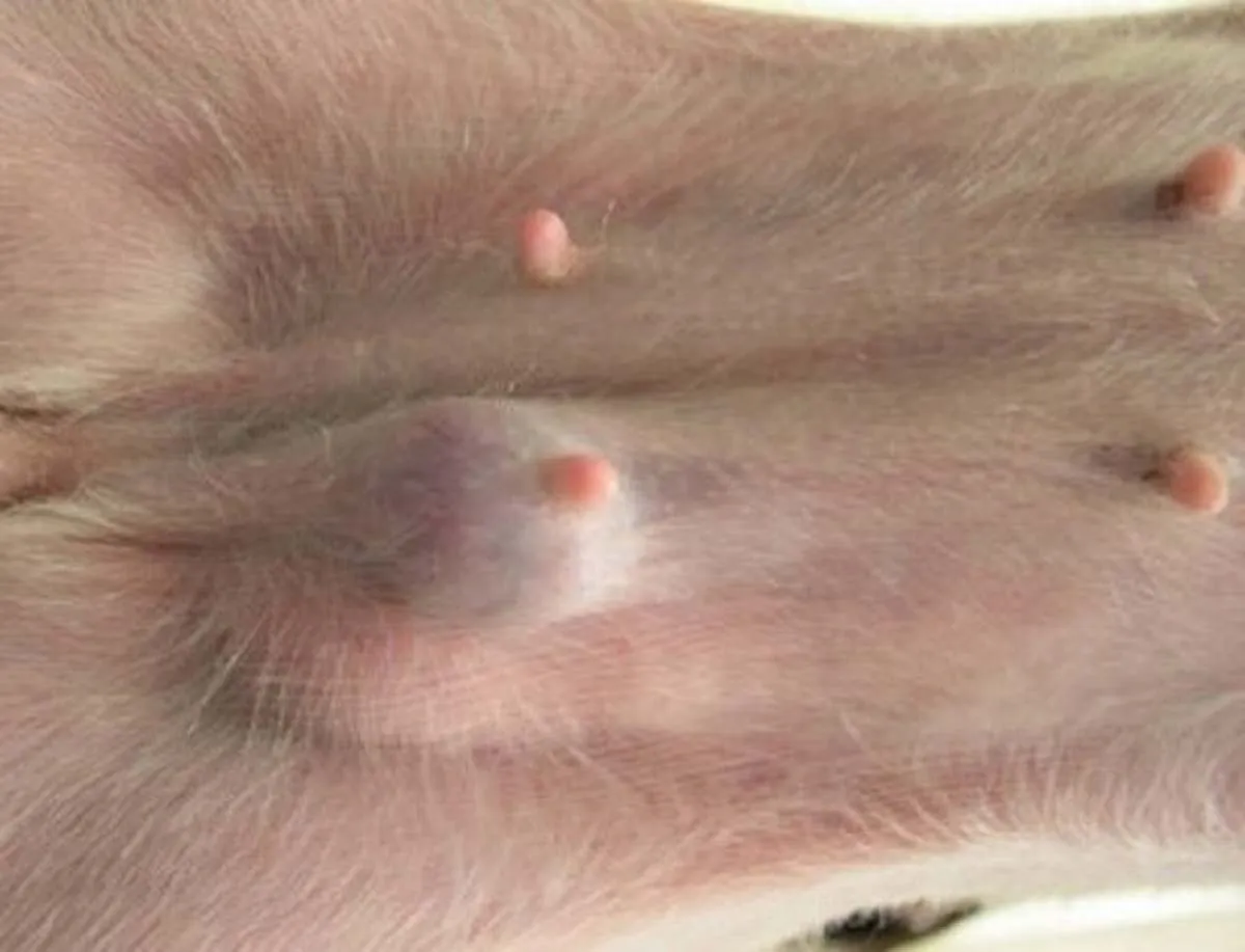 강아지 몸에 혹 악성종양 구분 세포검사 후기 사례집_2
