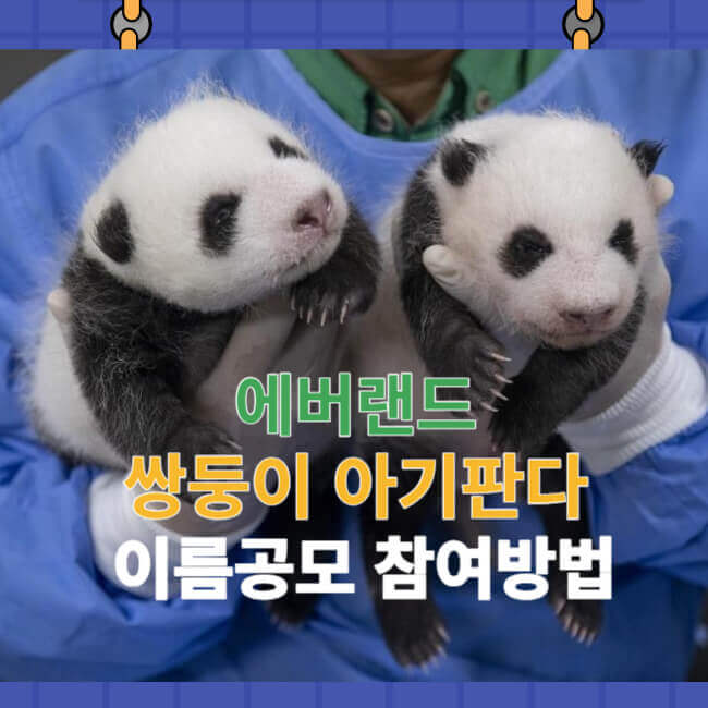 에버랜드 쌍둥이 아기판다 이름공모 참여방법