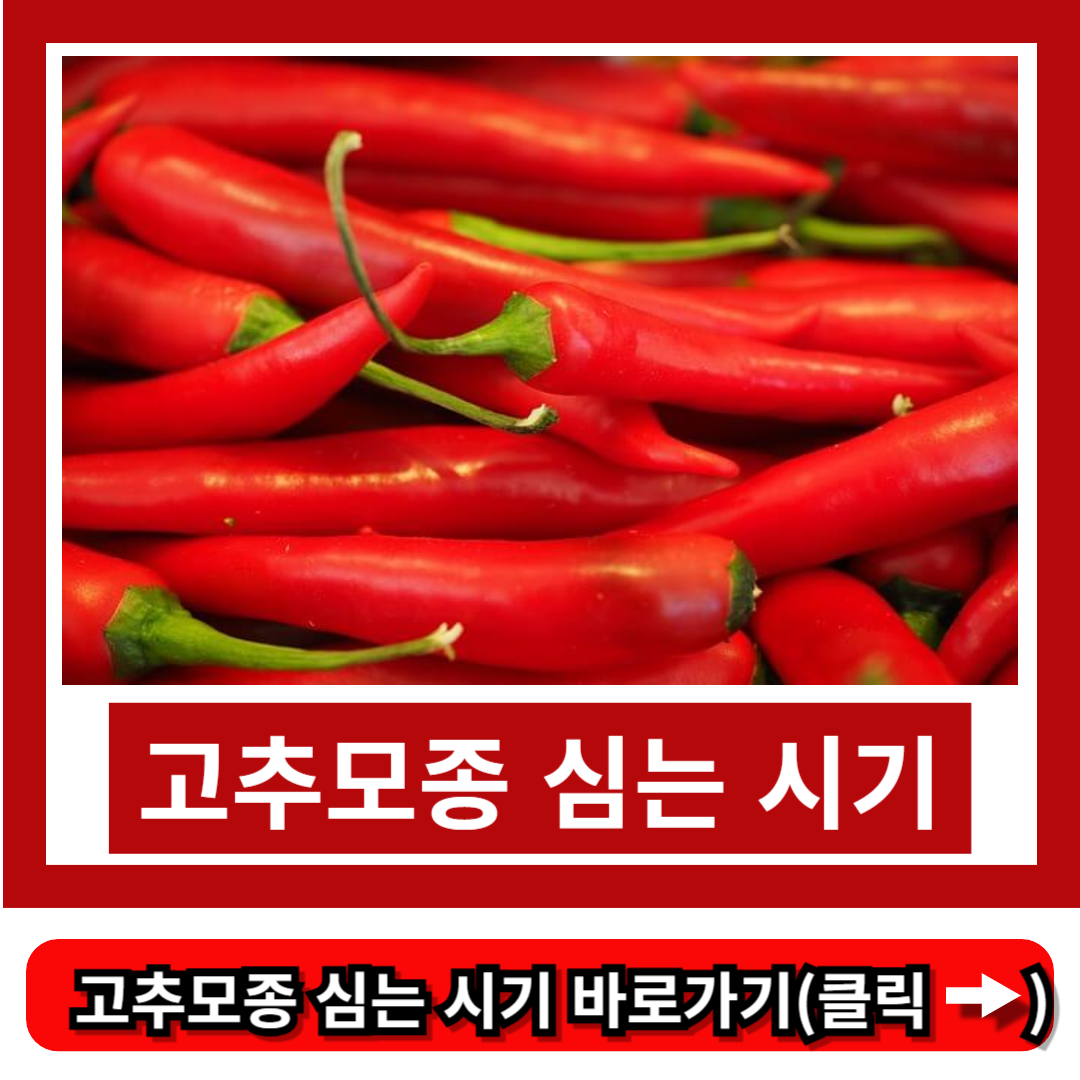 고추모종 심는 시기
